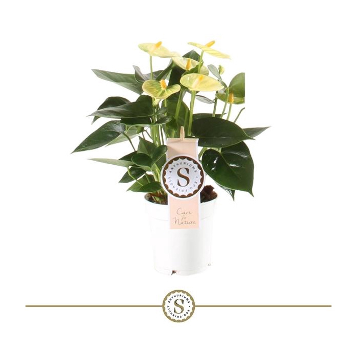 <h4>Yellow Champion 9cm</h4>