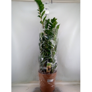 Zamioculcas zamiifolia