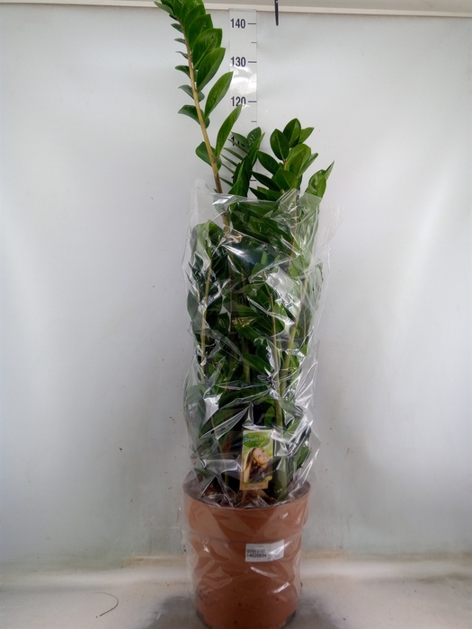 <h4>Zamioculcas zamiifolia</h4>