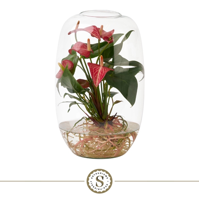 <h4>Aqua Roots Atlantis Livium</h4>