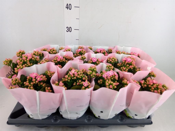 <h4>Kalanchoe blos.   ..rosebud</h4>