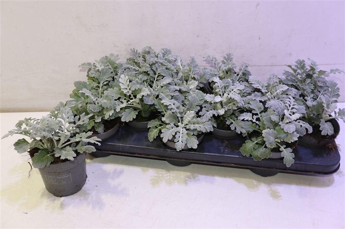 <h4>Jacobaea Maritima</h4>