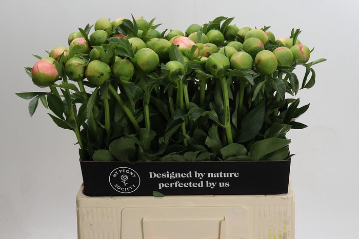 <h4>Paeonia Kingsday</h4>