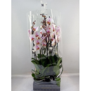 Phalaenopsis  'Anthura Madrid'