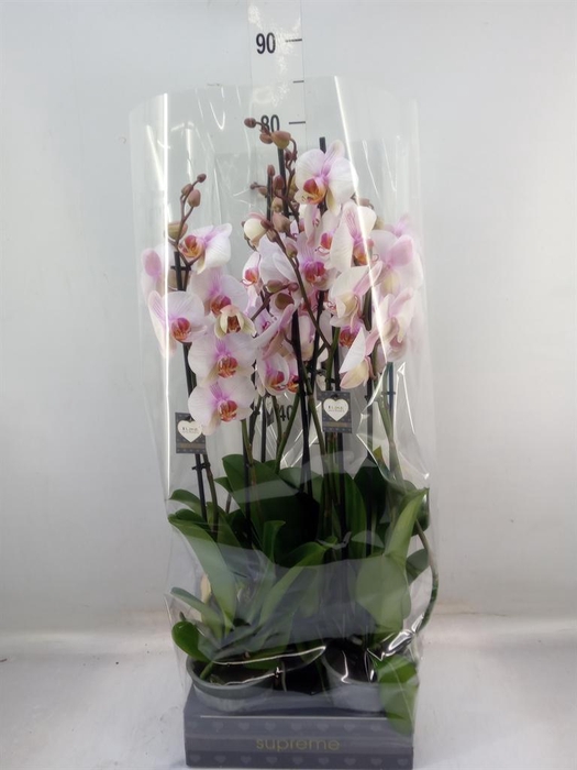 <h4>Phalaenopsis  'Anthura Madrid'</h4>
