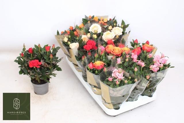 <h4>RO KORDAN GRANDE GEM</h4>