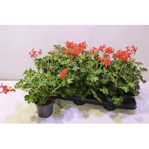 arr8 Pel Pelt Decora Rood