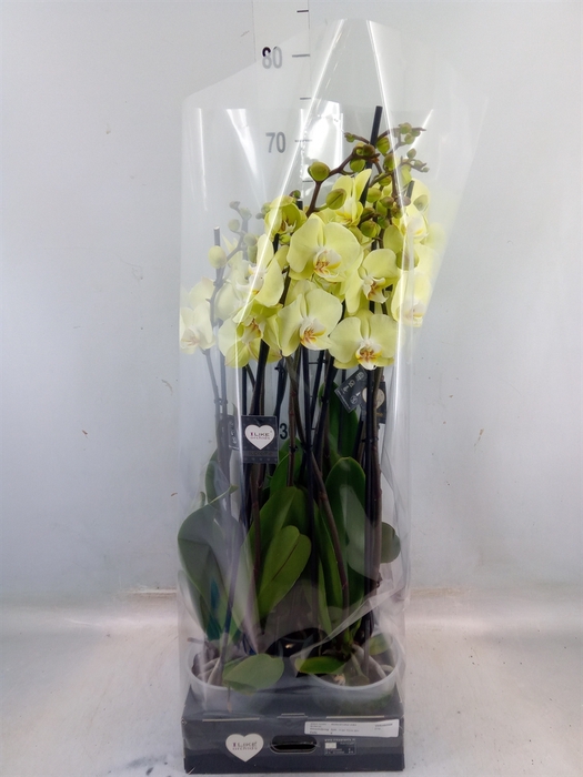 <h4>Phalaenopsis  'Golden Coin'</h4>