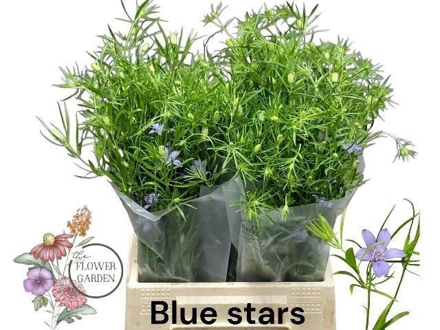 <h4>NIGE BUCHARICA</h4>