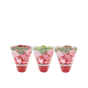 Kalanchoë 3 color mix in Couture Heart sleeve
