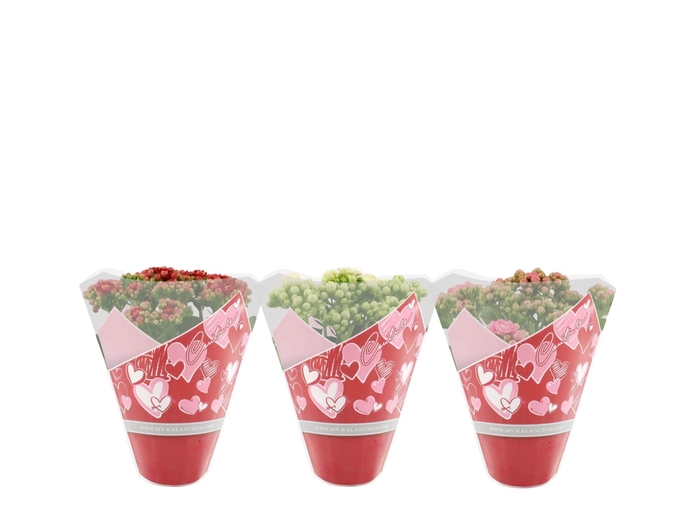 <h4>Kalanchoë 3 color mix in Couture Heart sleeve</h4>