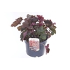 Heuchera micrantha Palace Purple