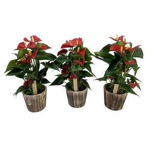 Anthurium Aristo 12cm houtpot