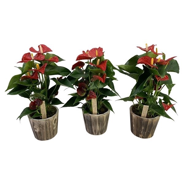 <h4>Anthurium Aristo 12cm houtpot</h4>