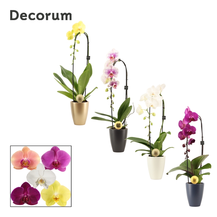 <h4>Phalaenopsis cascade 1 tak mix in Carly met kerstbal (Neo Archit</h4>