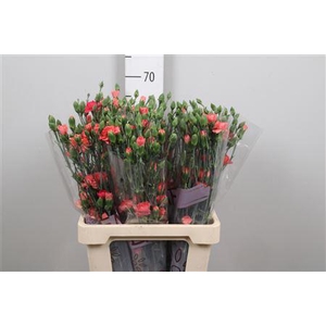 Di Tr Orange Amelie