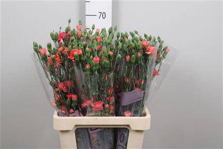 <h4>Di Tr Orange Amelie</h4>