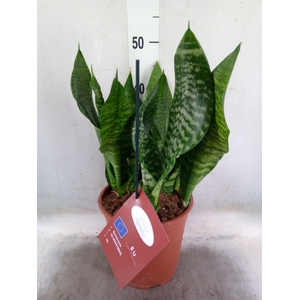Sansevieria trifa. 'Black Coral'