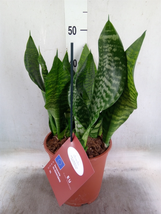 <h4>Sansevieria trifa. 'Black Coral'</h4>