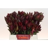 Leucadendron Saf Sunset Dark Red