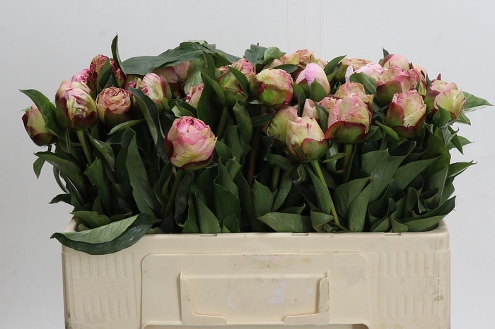 <h4>Paeonia Gardenia</h4>