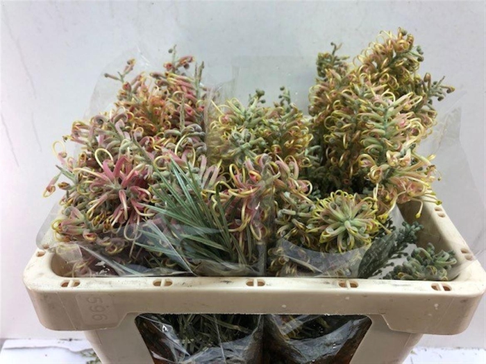 <h4>GREVI CAL GEM</h4>