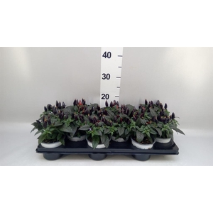 Capsicum annuum 'Acapulco Purple'