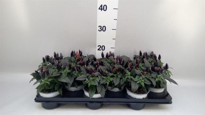 <h4>Capsicum annuum 'Acapulco Purple'</h4>