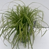 Carex Evercolor Eversheen