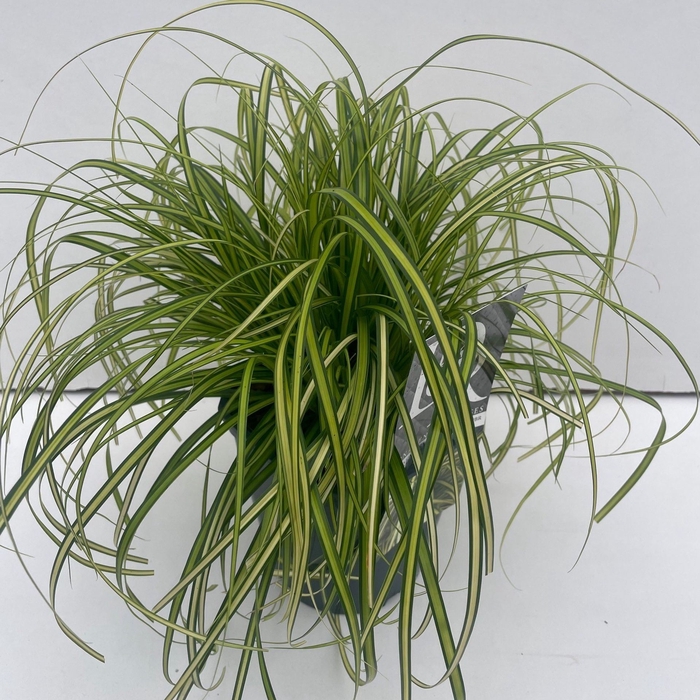 <h4>Carex Evercolor Eversheen</h4>