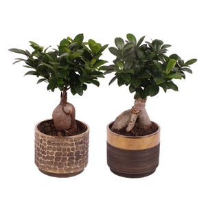 Ficus m. Ginseng Ball Shape Ø12cm in Ø13cm Ceramic PL568