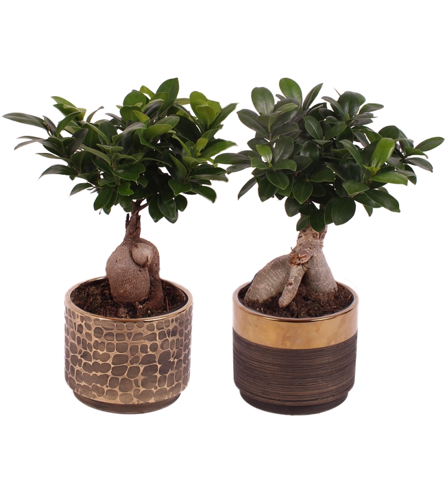 <h4>Ficus m. Ginseng Ball Shape Ø12cm in Ø13cm Ceramic PL568</h4>