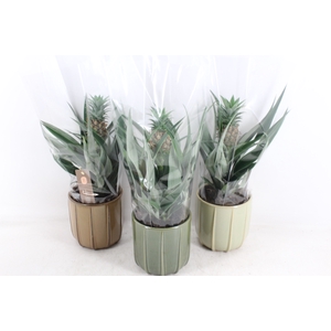 arr3 BS - Ker. Peru mix ananas