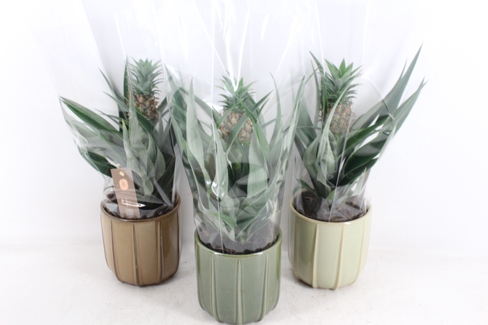 <h4>arr3 BS - Ker. Peru mix ananas</h4>