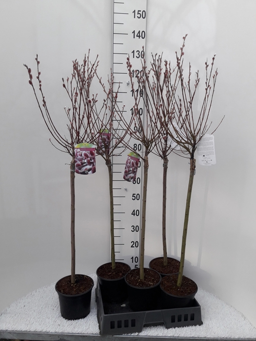 <h4>SALIX MT. ASO</h4>