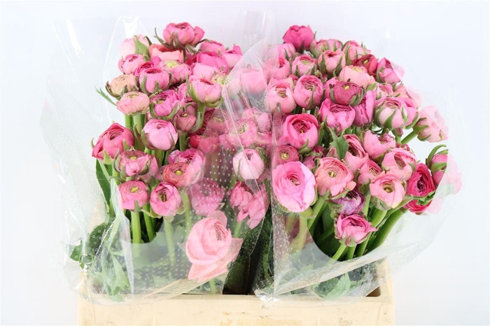 <h4>Ran Amandine Pink</h4>