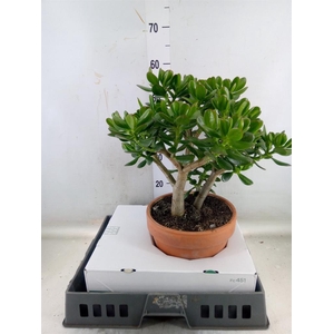 Crassula ovata