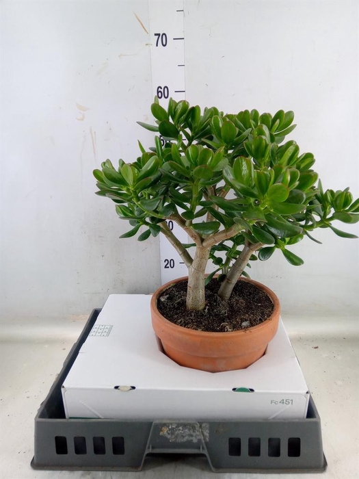 <h4>Crassula ovata</h4>