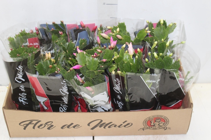 <h4>FLOR DE MAIO P11</h4>