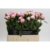Paeonia Sarah Bernhardt
