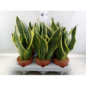 Sansevieria trifa. 'Futura Superba'