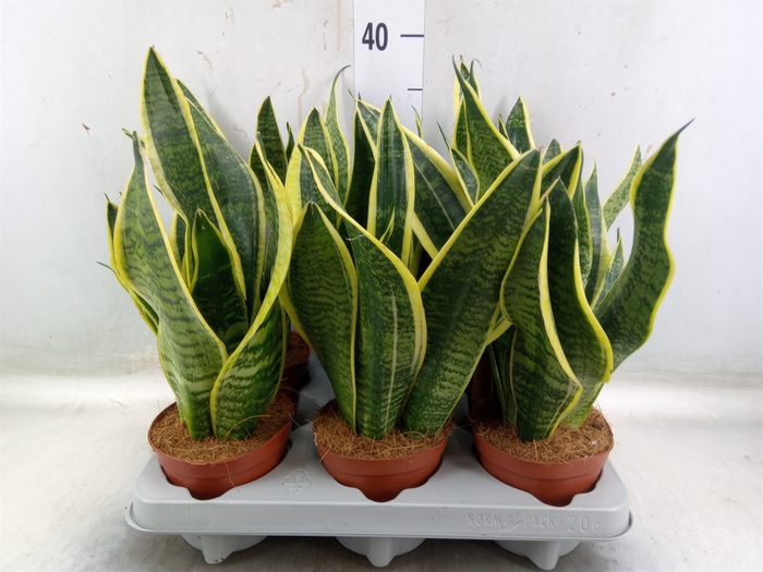 <h4>Sansevieria trifa. 'Futura Superba'</h4>