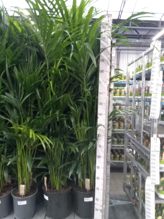 <h4>Howea forsteriana</h4>