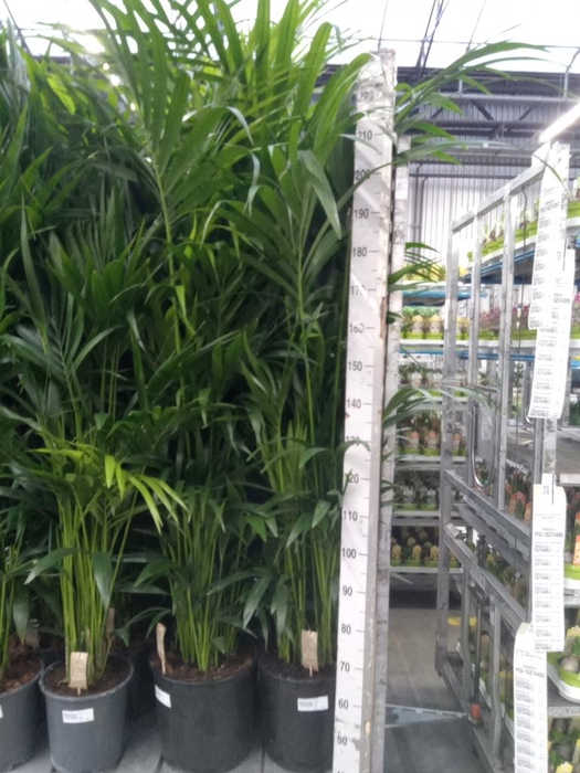 <h4>Howea forsteriana</h4>