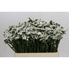 Limonium sinuatum Silvery Sun Birds