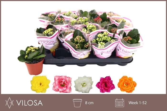 <h4>KAL GE GEM 5 KL</h4>