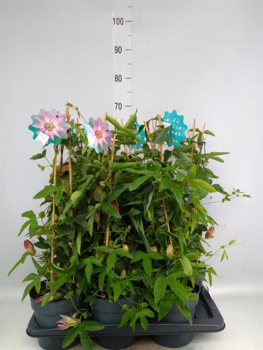 Passiflora violacea 'Victoria'