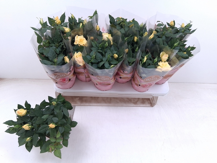 <h4>RO FAV RO YELLOW</h4>