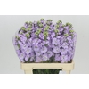 Matthiola Iron Marine
