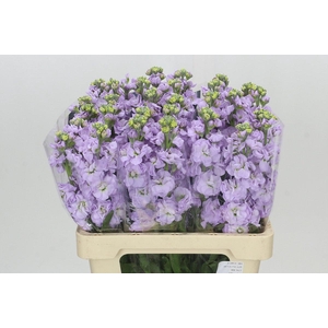Matthiola Iron Marine